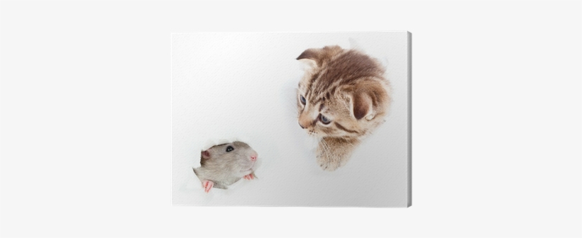 Kitten And Domestic Rat Looking Out Hole In Torn Paper - Rat, transparent png