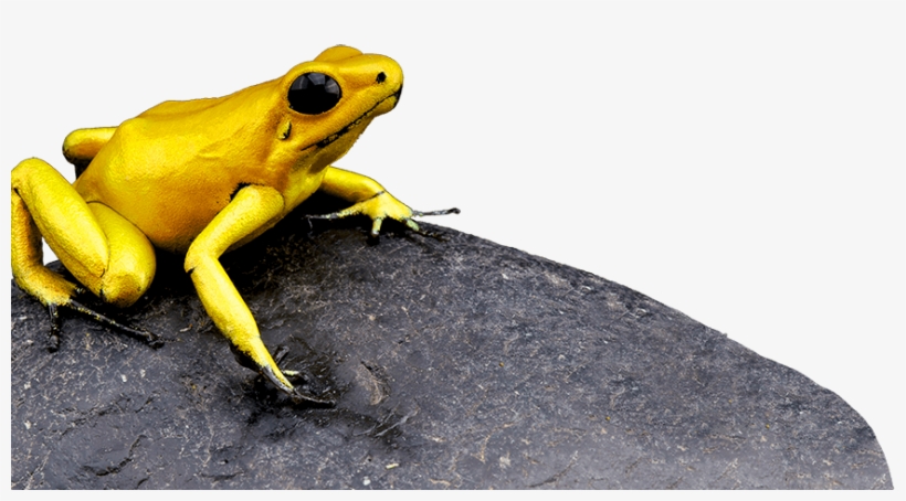 Rana Terribilis - Endangered And Extinct Amphibians (ebook), transparent png