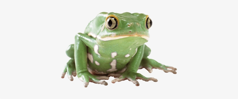 Rana Verde - Toad Images Transparent Background, transparent png