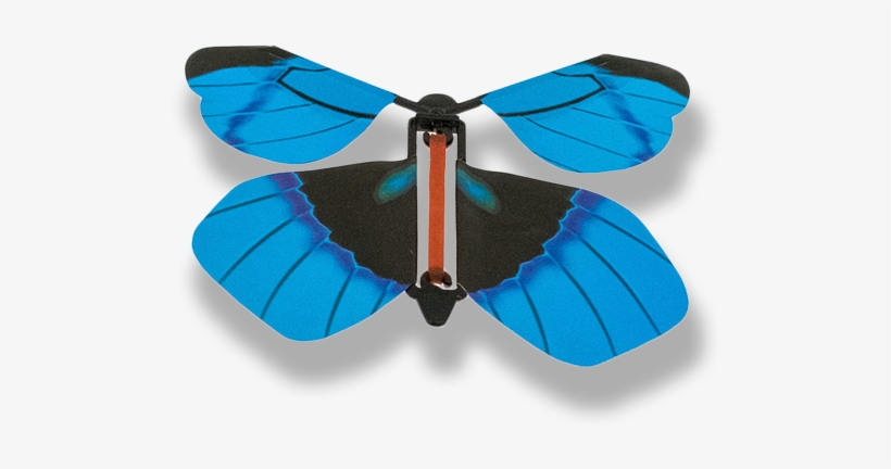 Que Nos Inundan De Belleza Y Fragancias Florales Los - Riodinidae, transparent png