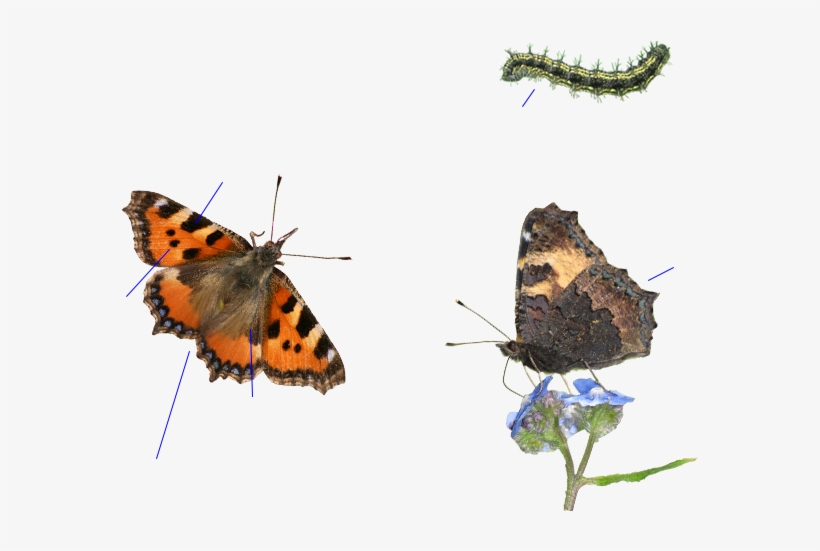 Guía De La Naturaleza - Small Tortoiseshell, transparent png