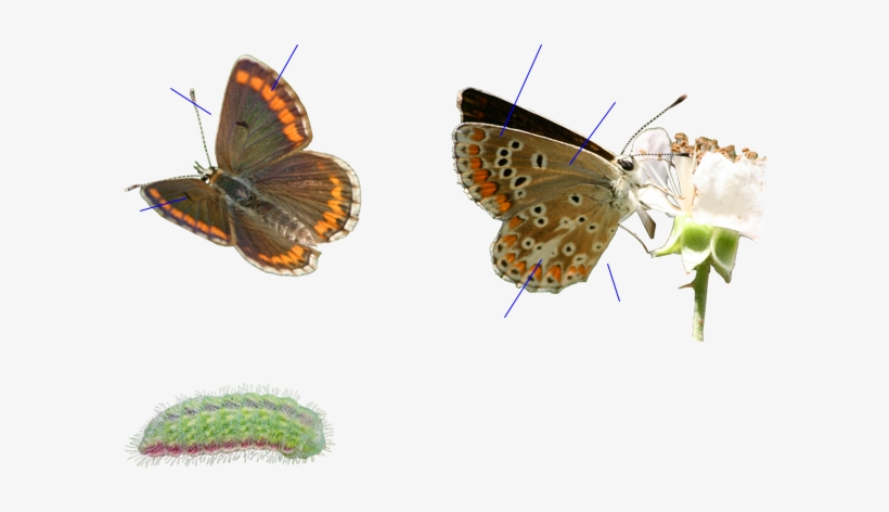 Guía De La Naturaleza - Brown Argus, transparent png