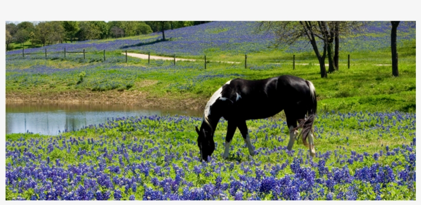Family Login - Texas Bluebonnet, transparent png