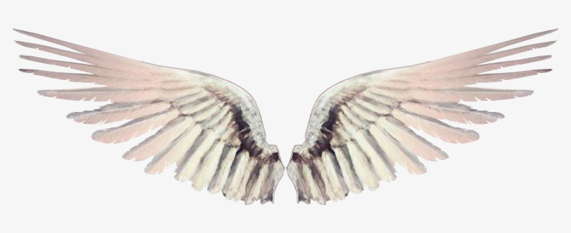 O Mundo Invisível É Misterioso Atrai - Asa De Anjo Gif, transparent png