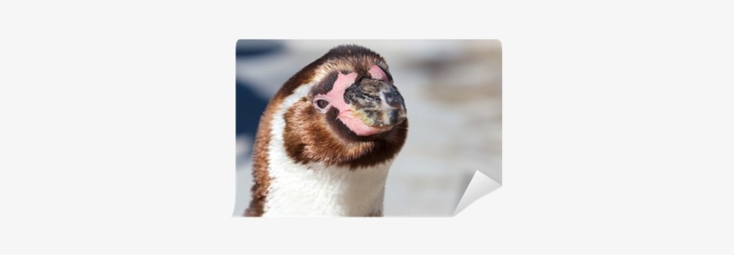Closeup Of A Cute Young Humboldt Penguin Looking Into - Humboldt Penguin, transparent png