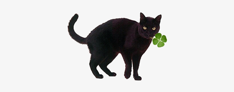 Lucky-cat - Black Cat Gif Png, transparent png