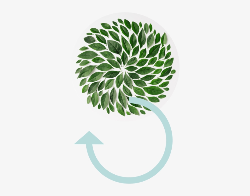 Ecoembes And The Circular Economy - Tea Leaf Flat Lay, transparent png