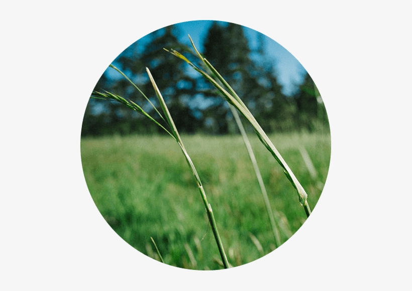Freddy's Story - Grass, transparent png