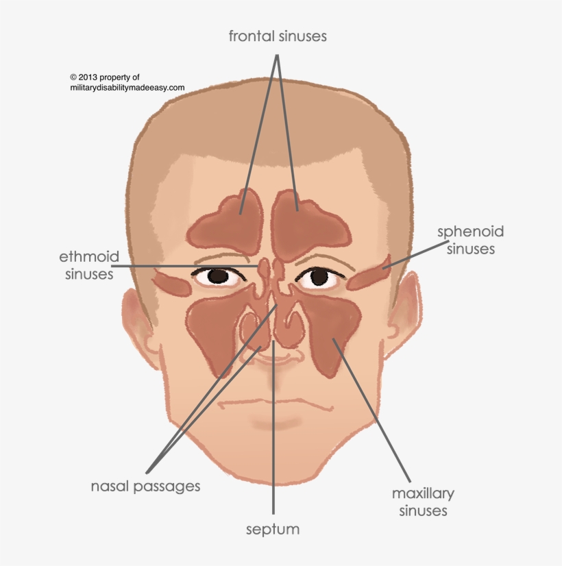 Respiratory System 2 - Respiratory System, transparent png
