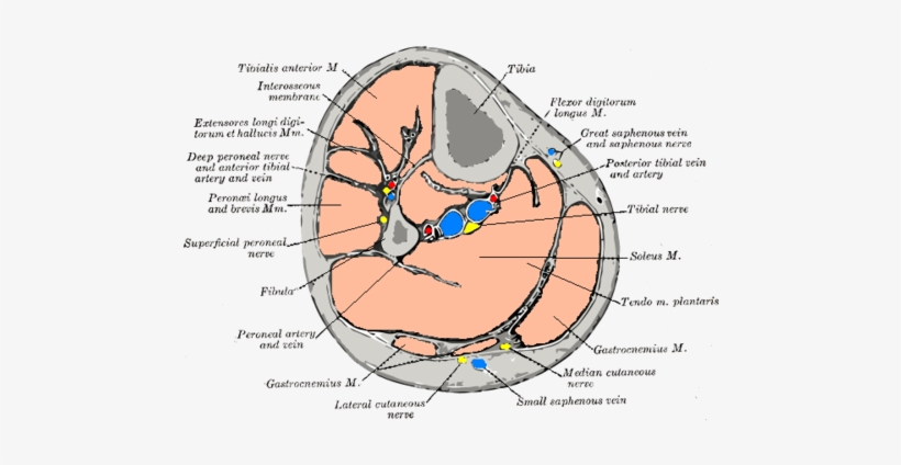From Wikipedia, The Free Encyclopedia - Compartments Of The Leg, transparent png