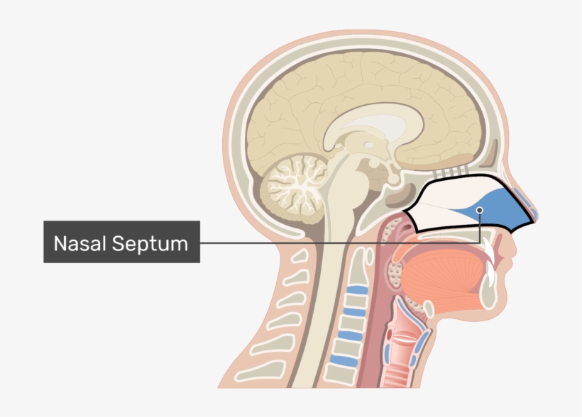 Midsagittal View Of The Nasal Cavity Labeled - Nose And Nasal Cavity, transparent png