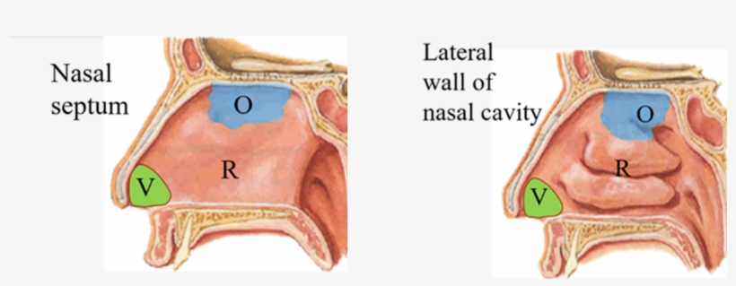 Nasal Meatus, transparent png