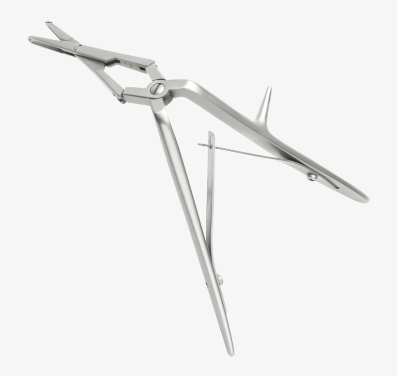 Bone, transparent png