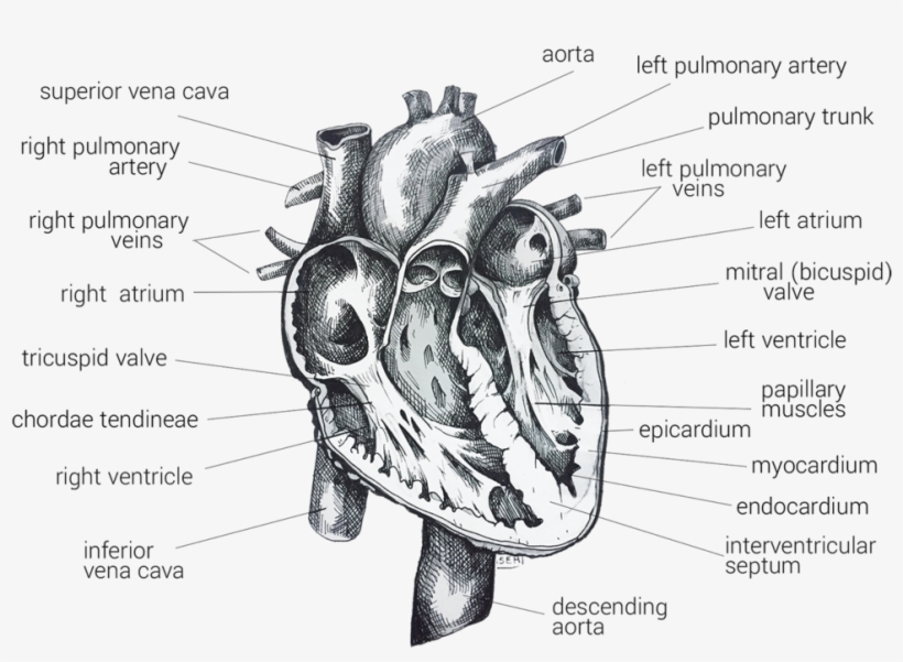 Singha Hon Heart Womanly Web Site 3 - Heart, transparent png