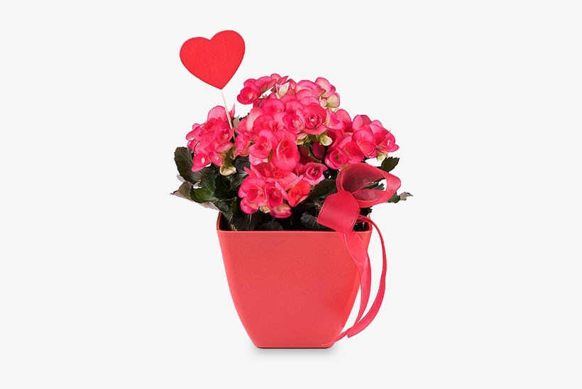A Happy Begonia - Flowerpot, transparent png