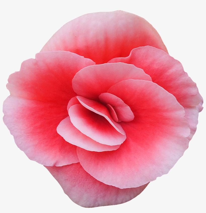 Bégonia Détourée © Www - Flower, transparent png