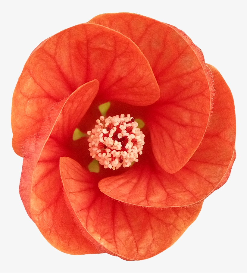 89 Fleur Detouree Ab, transparent png