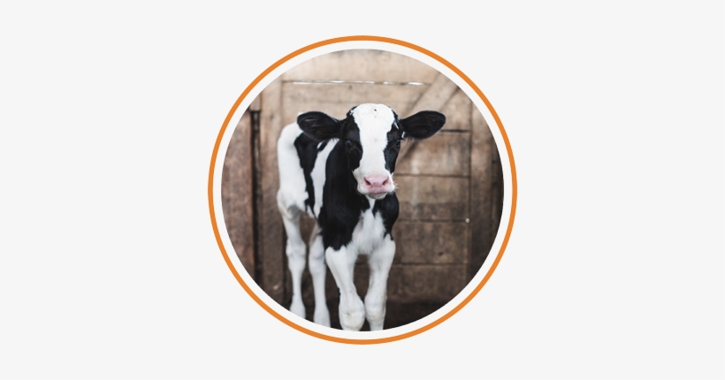 Schedule A Tour Of Our Farm And See How We Operate, - Dairy Cow, transparent png