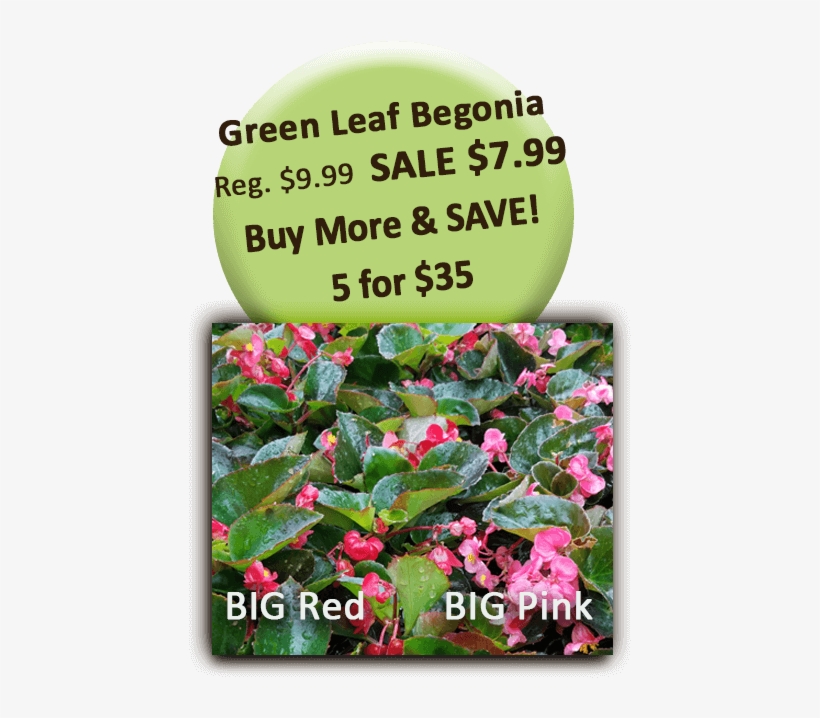 Big Red Pink Green Leaf Begonia - Marathon Motivation, transparent png
