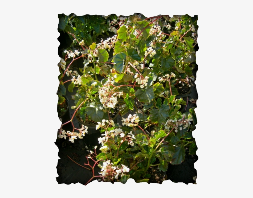 There Are More Than 1400 Species Of Begonia Known Today - Fragrant Begonias, transparent png