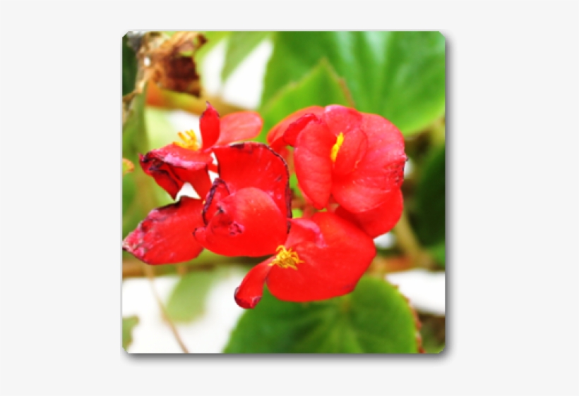 Begonia, transparent png
