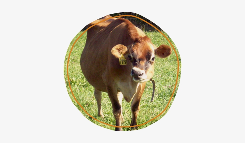 Though Truly, The Devotion To Cheese Craftsmanship, - Working Animal, transparent png