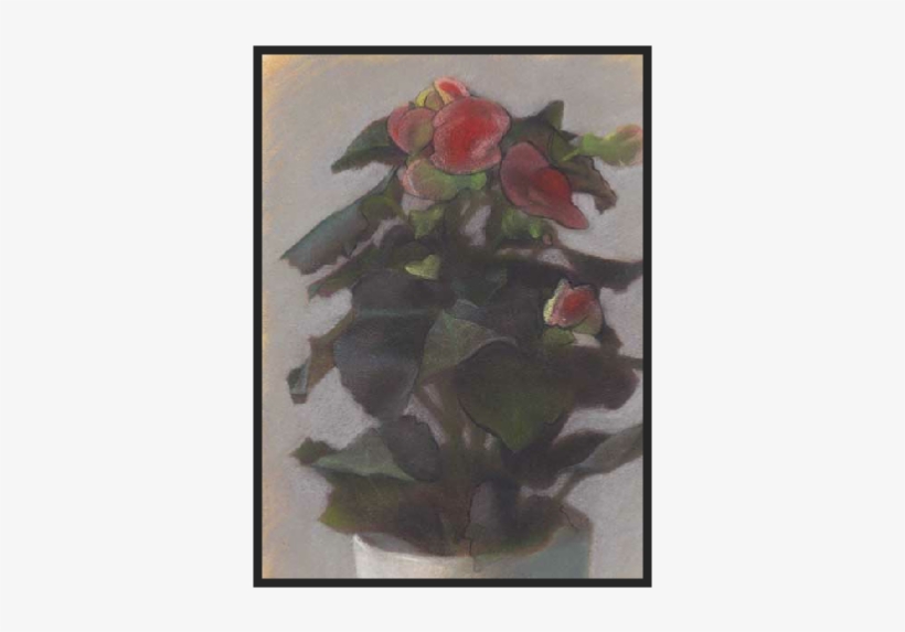 Begonia, transparent png