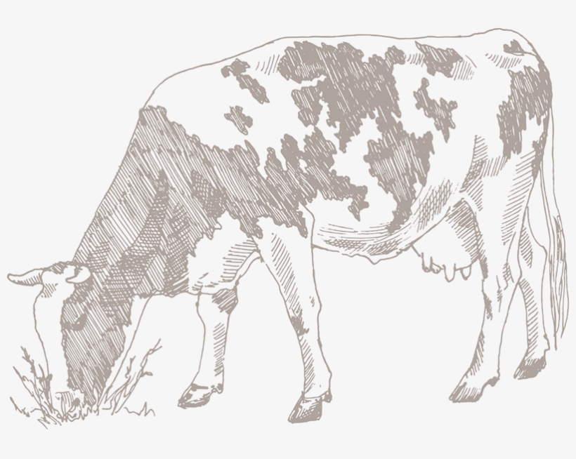 And Fresh Producing Dairy Products Made From The Purest - Cow Eating Plastic Drawing, transparent png