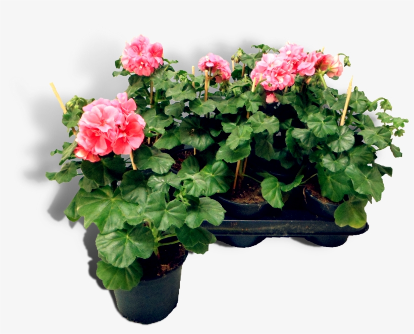That Mostly Grow Upright - Centimetre, transparent png