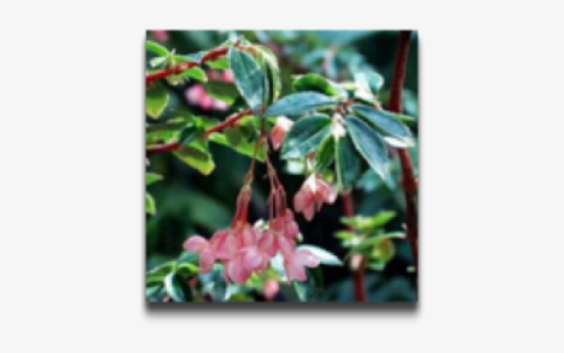 Begonia Fuchsioides, transparent png