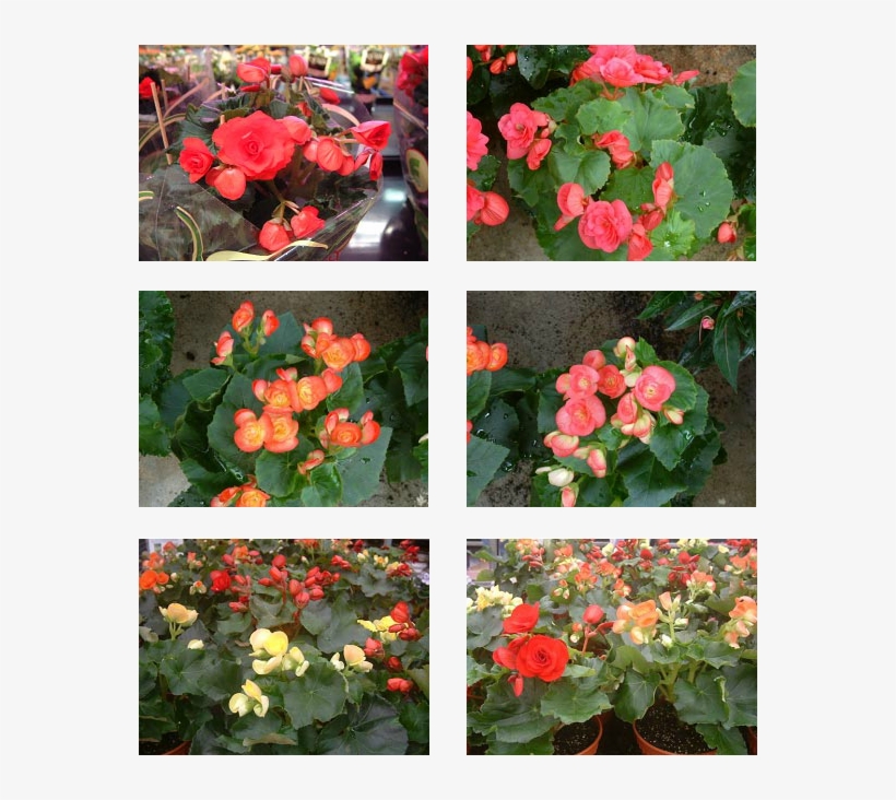 Top & Middle, Left & Right - Japanese Camellia, transparent png