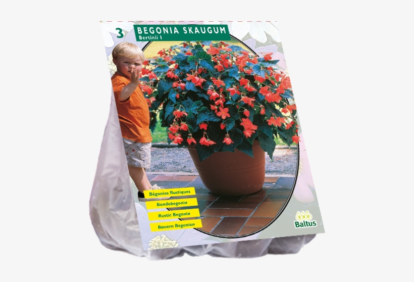 Begonia Bertinii Skaugum - 2 Stuks Baltus Begonia Bertinii Skaugum Per 3, transparent png