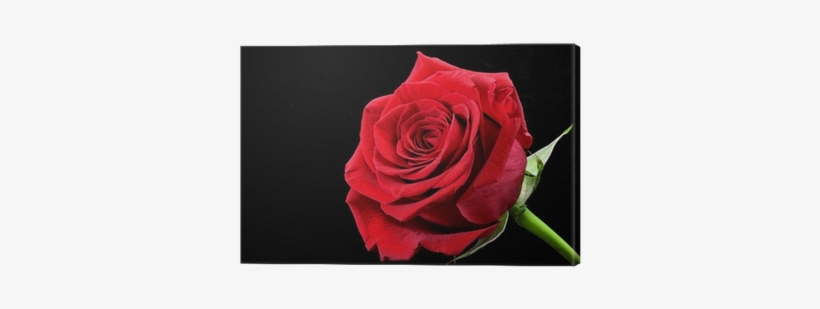 Rosa Roja Con Fondo Negro, transparent png
