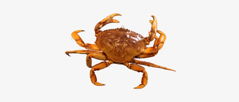 Cangrejo - Crab Png Transparent, transparent png