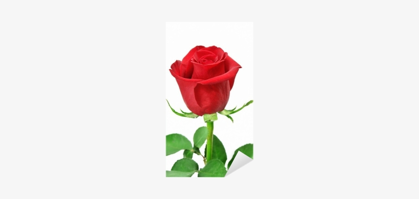 Rose, transparent png