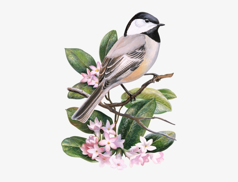 State Symbol Counted Cross Stitch By Usa Facts For - Chickadee Massachusetts, transparent png