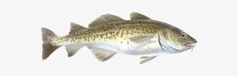 Bacalao - Bacalao A La Mediterránea, transparent png