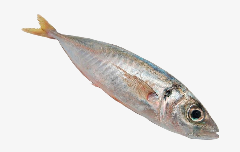 Por La Noche, Las Embarcaciones Fondean Y Arriban A - Pescado Jurel Png, transparent png
