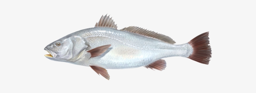 Corvina - Corvina De Rio Png, transparent png
