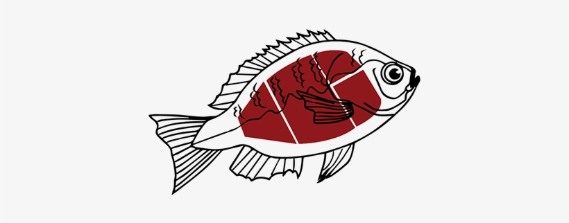 Poisson D Avril A Colorier, transparent png