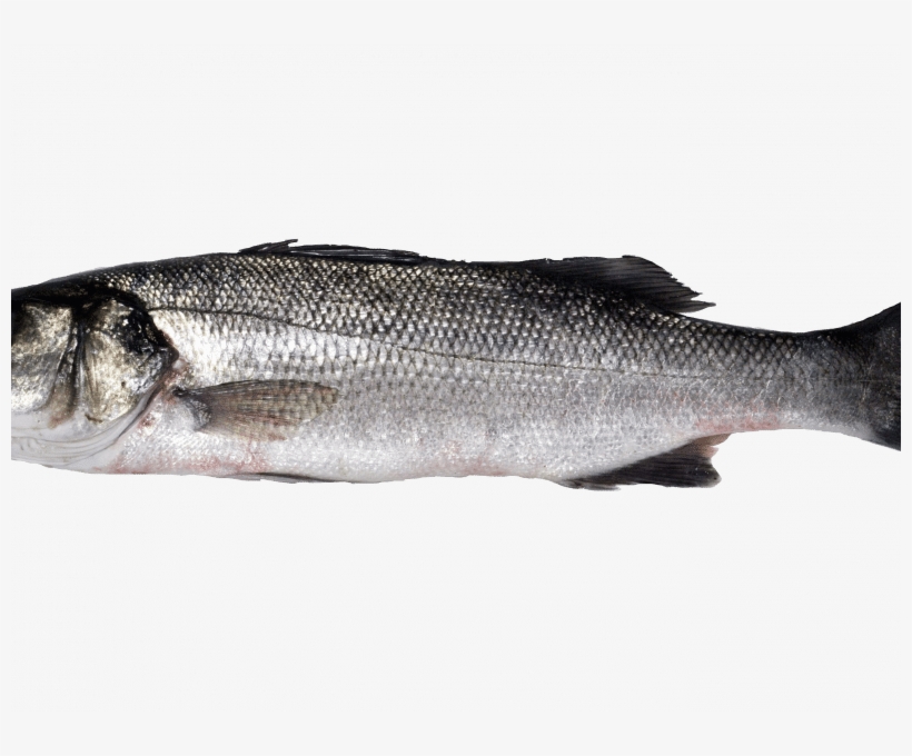 Bulot-bucci - - European Bass, transparent png