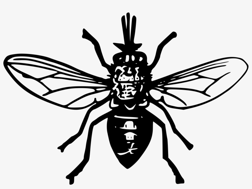 Eagle In Flight Transparent Png Picture - Tsetse Fly Clipart, transparent png