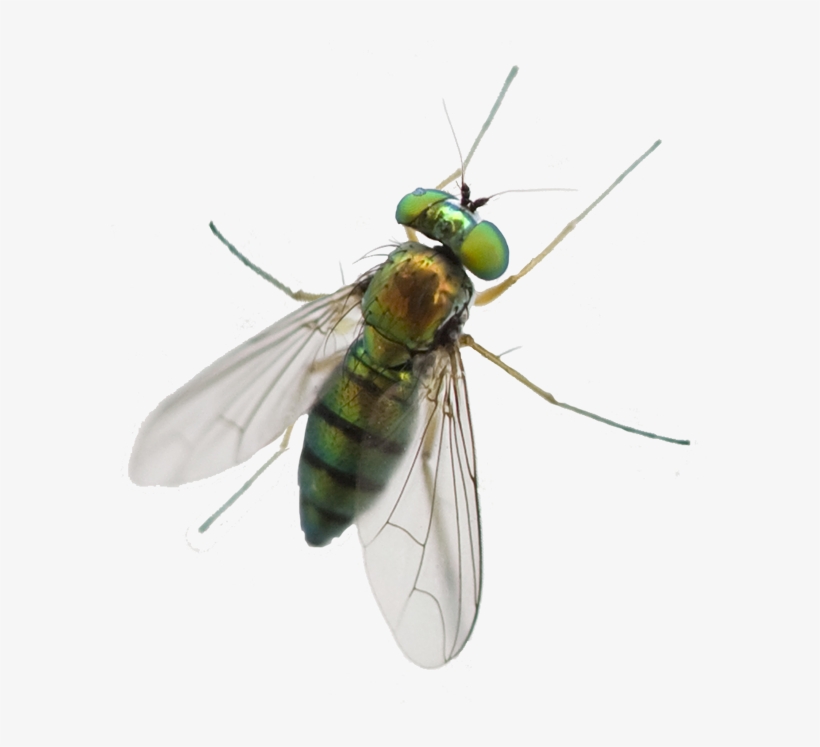 A1 Exterminators Greenhead Fly Silo Control - Horse Fly Png, transparent png