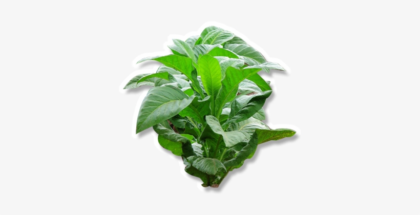 Tobacco, This Plant - Tabac, transparent png