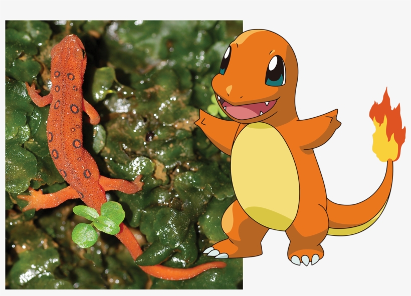 1080px Red Eft Charmander Pikachu Imagenes De Charmander