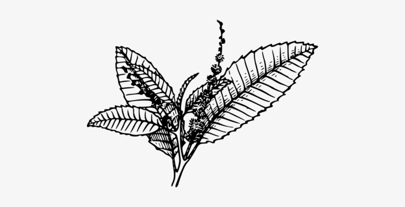 Tobacco Pipe Tobacco Products Cigarette - Tobacco Black And White, transparent png