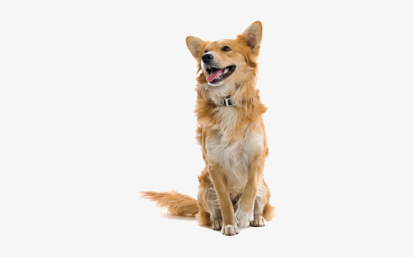 Christine R - - Farm Dog Png, transparent png