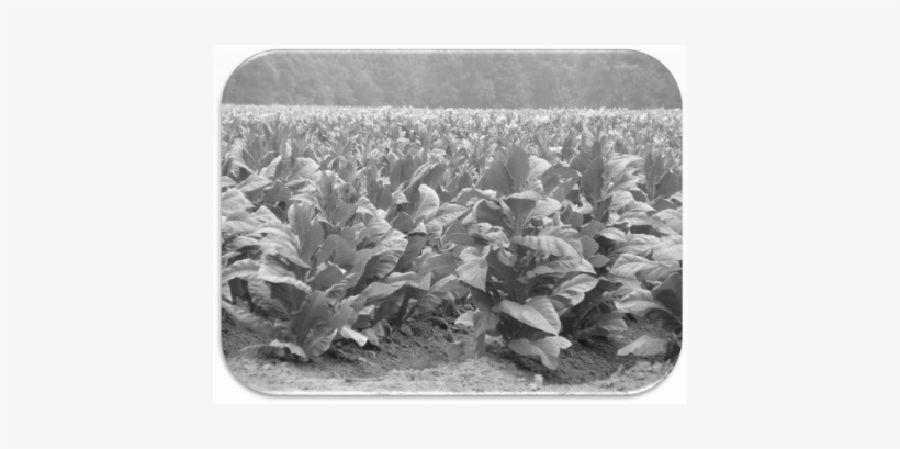 Tobacco Field - Tobacco Farms In Zimbabwe, transparent png