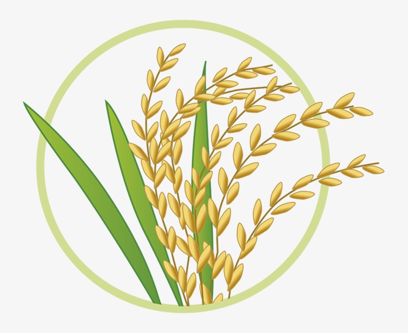 Harina De Arroz Blog De Panes Y Repostería Saludable, - Gif De Planta De Arroz, transparent png