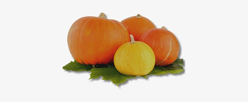 Thanksgiving At Flora-bama Is Scrumptious - Тыквы Пнг, transparent png